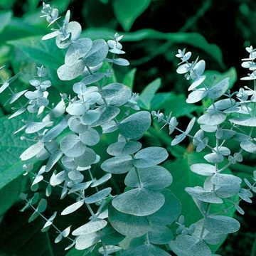 CZ Grain eucalyptus seeds for planting, 50 seeds for fresh-cut arrangements and home decor.
