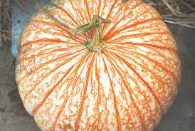CZ Grain Exotic Striped pumpkin seeds ready to plant for a vibrant harvest.