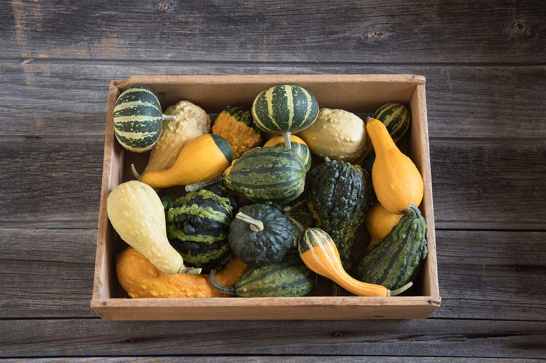 CZ Grain small gourd seed mix enables easy planting for vibrant autumn centerpieces.