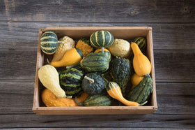 CZ Grain small gourd seed mix enables easy planting for vibrant autumn centerpieces.