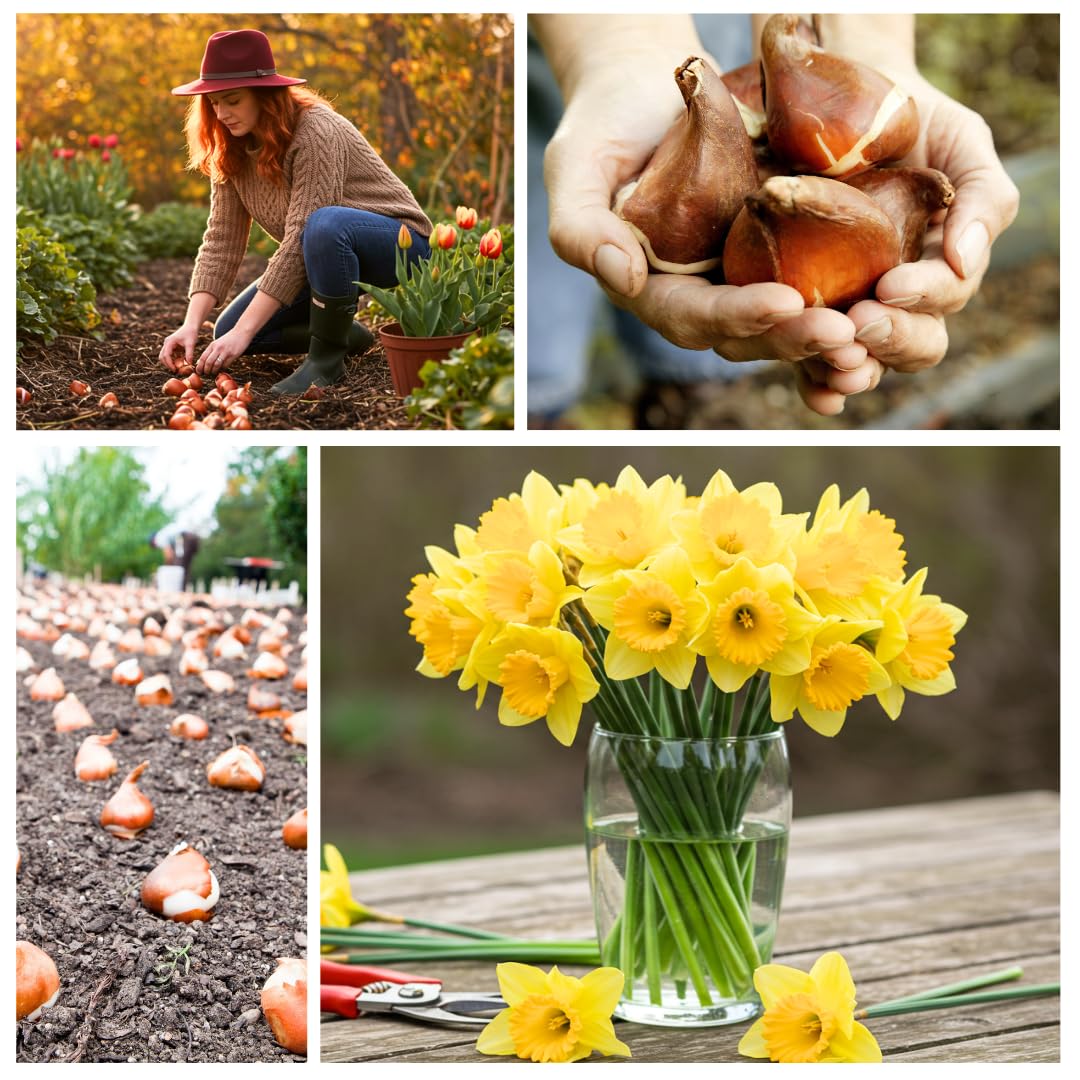 CZ Grain fall planting guidance helps ensure a strong spring display.