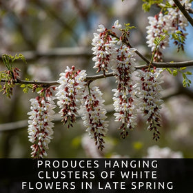 CZ Grain fast-growing locust tree forming canopy quickly for shade.
