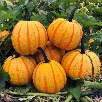 CZ Grain Fireball Pumpkin Seeds 10-pack pack-shot, ready to grow vibrant pumpkins for fall decorations.