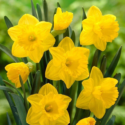 CZ Grain five daffodil bulbs pack ready for fall planting and bright spring color.