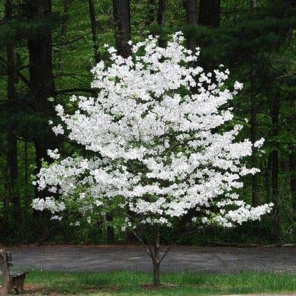 CZ Grain Flowering Dogwood seeds in a packet, ready for year-round garden interest.