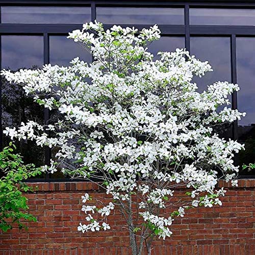 CZ Grain Dogwood seeds outdoors, fast-growing tree with white blooms for border appeal.