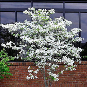 CZ Grain Dogwood seeds outdoors, fast-growing tree with white blooms for border appeal.
