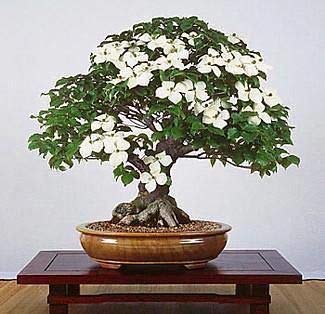 CZ Grain Flowering Dogwood seeds in packaging, ideal for naturalized yards and privacy.