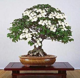 CZ Grain Flowering Dogwood seeds in packaging, ideal for naturalized yards and privacy.