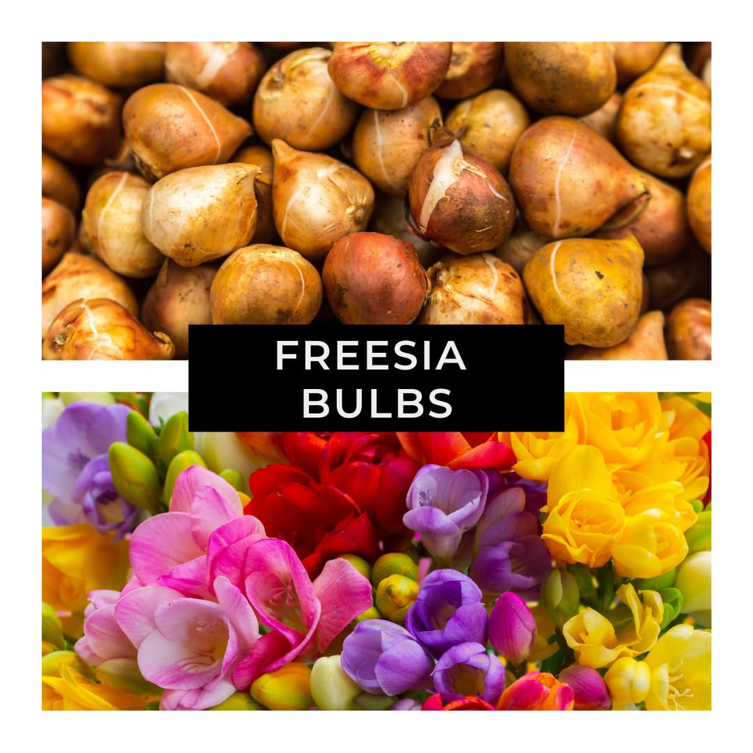 CZ Grain Freesia bulbs close-up showing large bud size and sturdy skins.