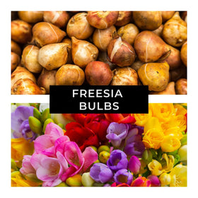 CZ Grain Freesia bulbs close-up showing large bud size and sturdy skins.