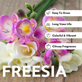CZ Grain Freesia bulbs for container planting offering vibrant, eye-catching blooms.