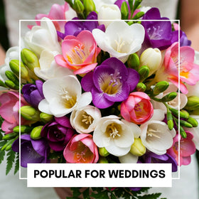 CZ Grain Freesia bulbs for outdoor garden beds delivering large, colorful displays.