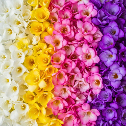 CZ Grain Freesia mixed colors bulbs pack ready for spring planting in beds.