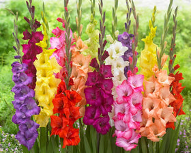 CZ Grain gladiolus bulbs in mixed colors with close-up view for vibrant borders