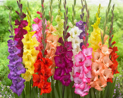 CZ Grain gladiolus bulbs in mixed colors with close-up view for vibrant borders