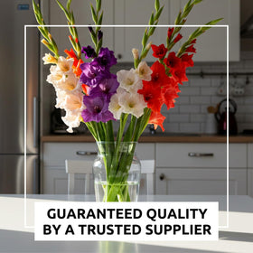 Flowering gladiolus stems from CZ Grain bulbs ready for cut arrangements