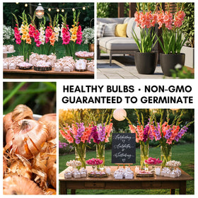 Tall gladiolus spikes emerging from mixed-color bulbs by CZ Grain