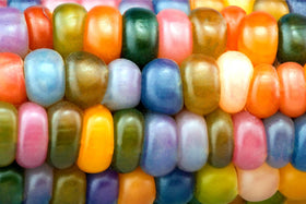 CZ Grain Glass Gem seeds pack ready for planting with vibrant kernels
