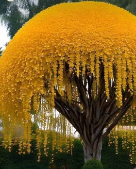 CZ Grain Golden Shower Tree seeds packaging ready for planting for vibrant yellow blooms.