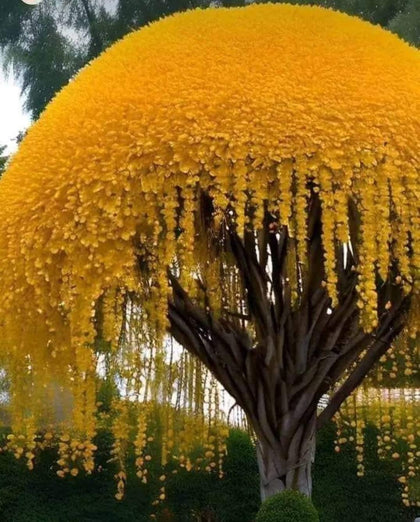 CZ Grain Golden Shower Tree seeds packaging ready for planting for vibrant yellow blooms.
