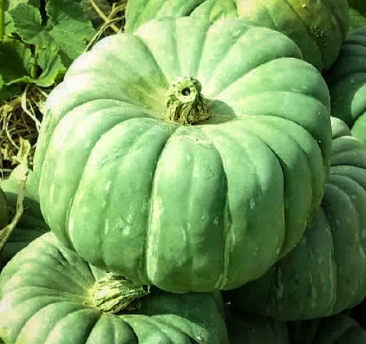CZ Grain Green Jade Knight pumpkin seeds pack shot for home gardens and autumn harvest.