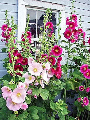CZ Grain hollyhock seeds blooming-border invites pollinators with vibrant colors