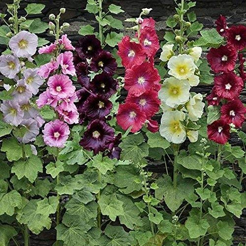 CZ Grain hollyhock seeds mixed colors closeup reveals seed texture and color variety