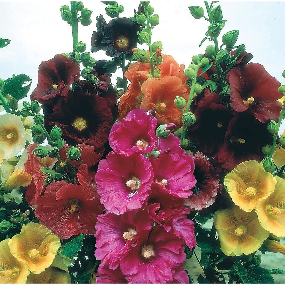 CZ Grain hollyhock seeds mixed colors pack cover ready for garden borders