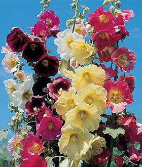 CZ Grain hollyhock seeds planted bed shows tall stems and cottage-border appeal