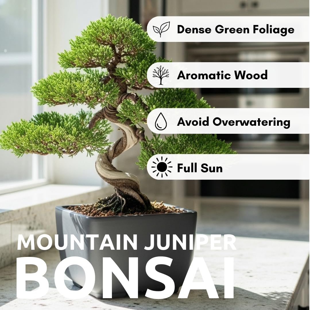 CZ Grain indoor outdoor bonsai environment demonstrates versatility