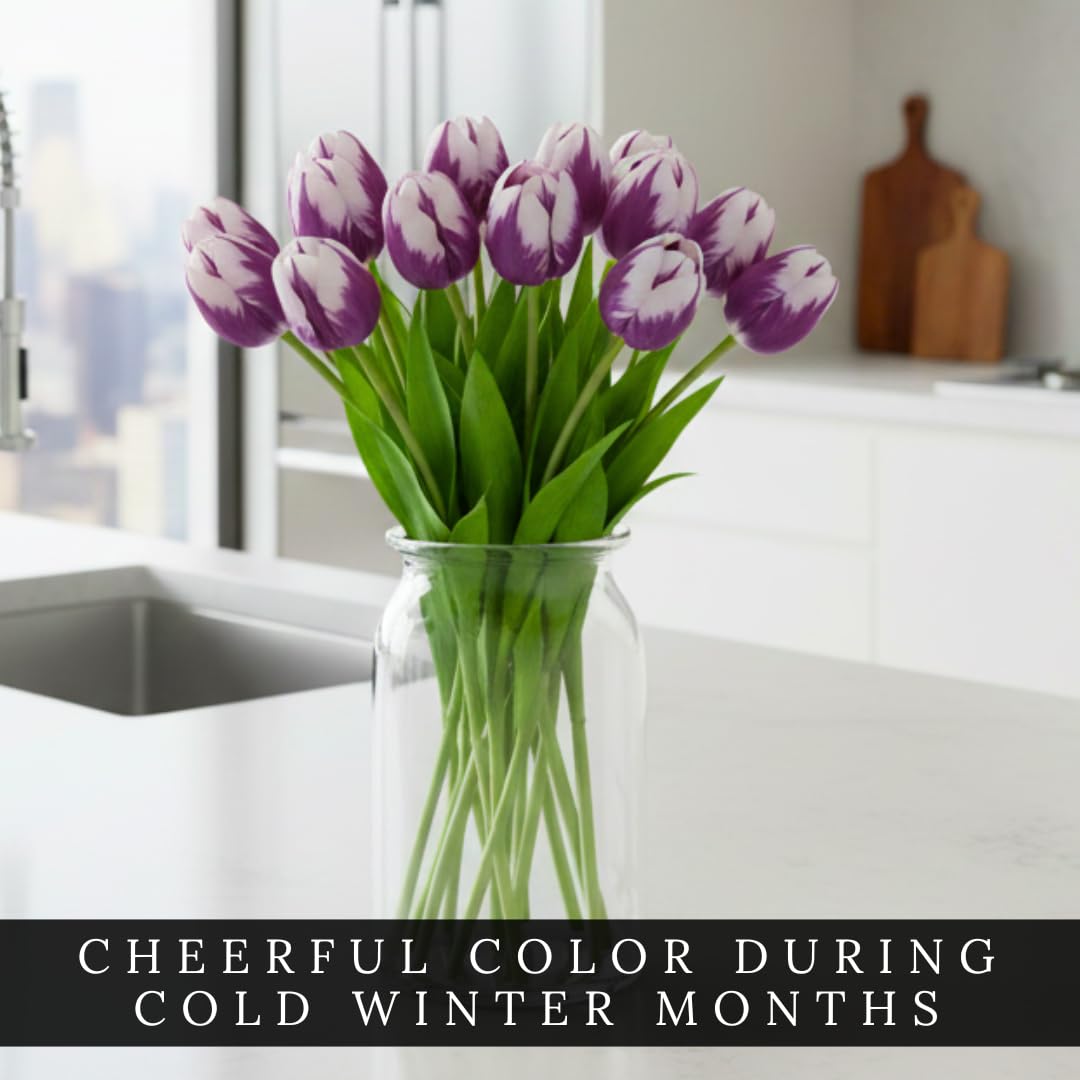 CZ Grain indoor forcing tulips bringing vibrant color during winter