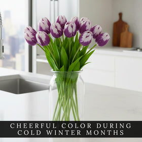 CZ Grain indoor forcing tulips bringing vibrant color during winter