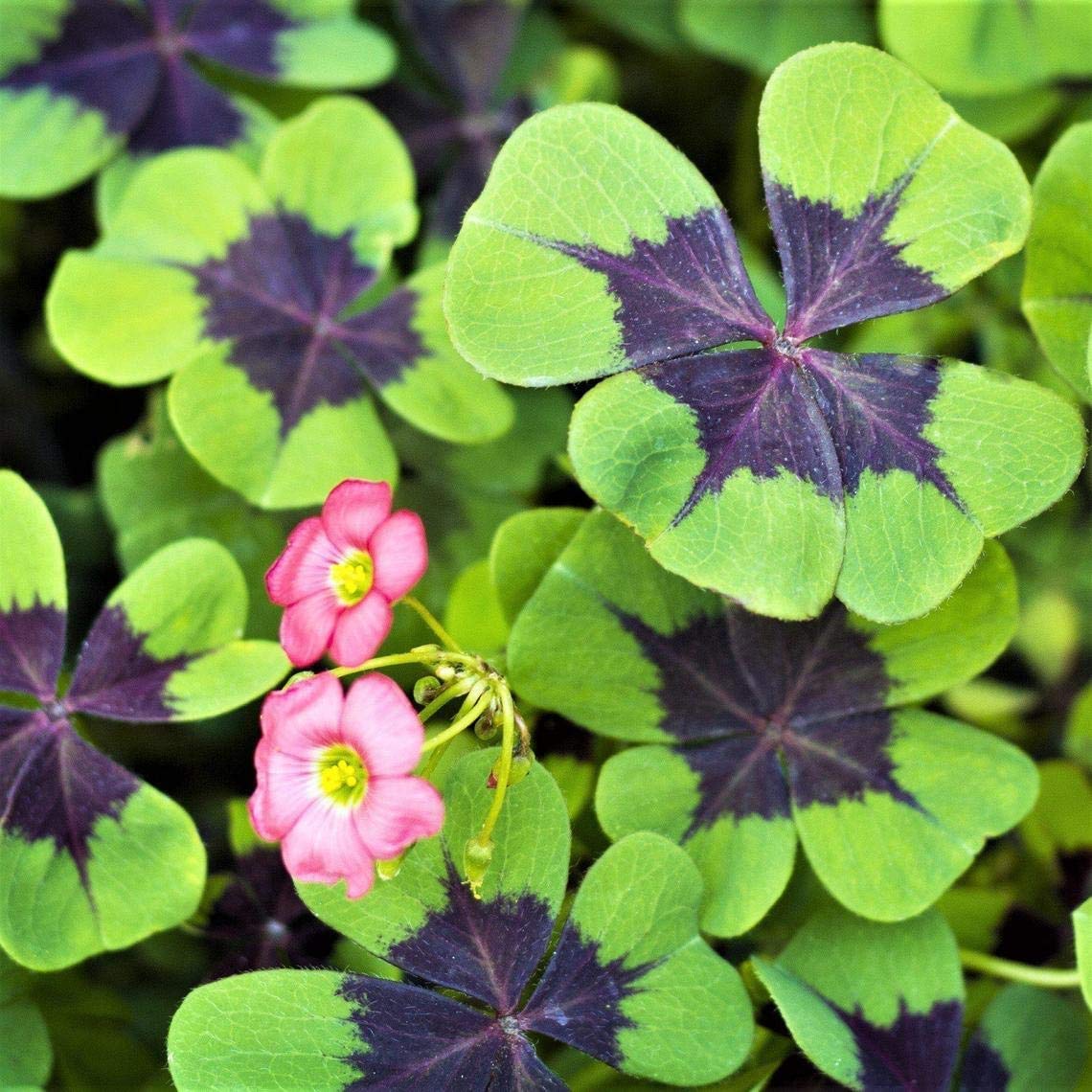 Close-up of Iron Cross Shamrock bulbs blooming with vibrant leaves