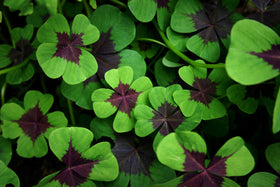 CZ Grain Iron Cross Shamrock bulbs pack ready for planting and year-round color