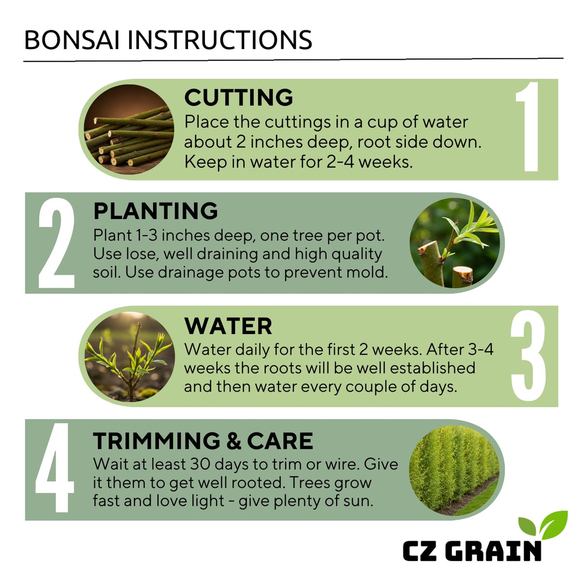 CZ Grain Japanese Red Maple Seeds collection offers ample seeds for bonsai work.