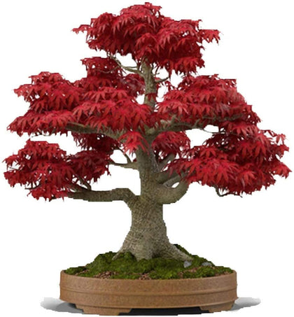 CZ Grain Japanese Red Maple Seeds package ideal for starting bonsai projects.