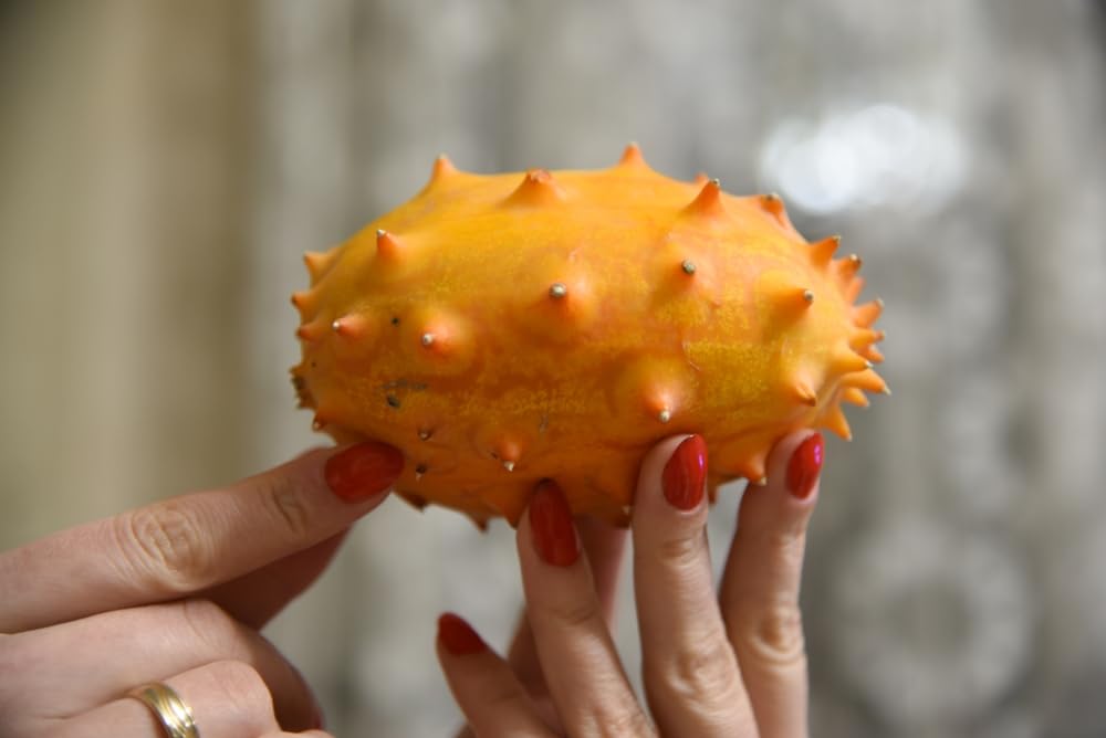 CZ Grain Jelly melon on vine, 60-70 day harvest potential for sunny patios.
