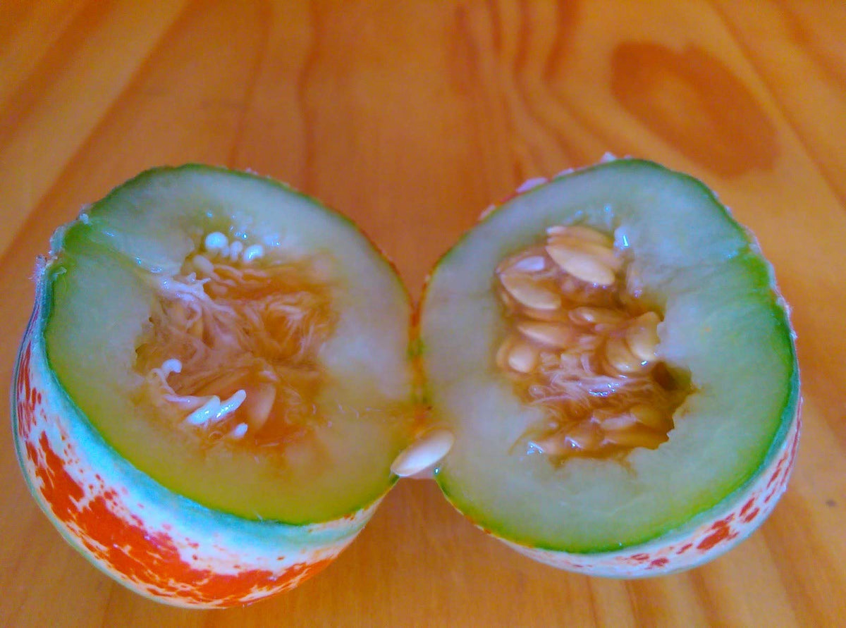 CZ Grain Kajari melon fruit closeup—bright striped, honeydew-like flavor.