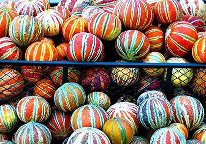 CZ Grain Kajari melon seeds pack—10 rare seeds for a diverse home harvest.