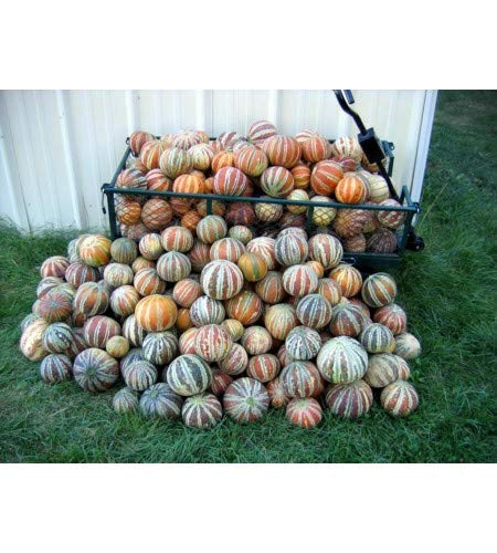 CZ Grain Kajari melon vine growth—compact vines for small spaces.