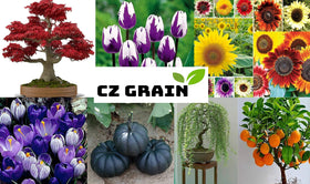 CZ Grain Purple Lilac Seeds provide dramatic blooms for landscape beds.