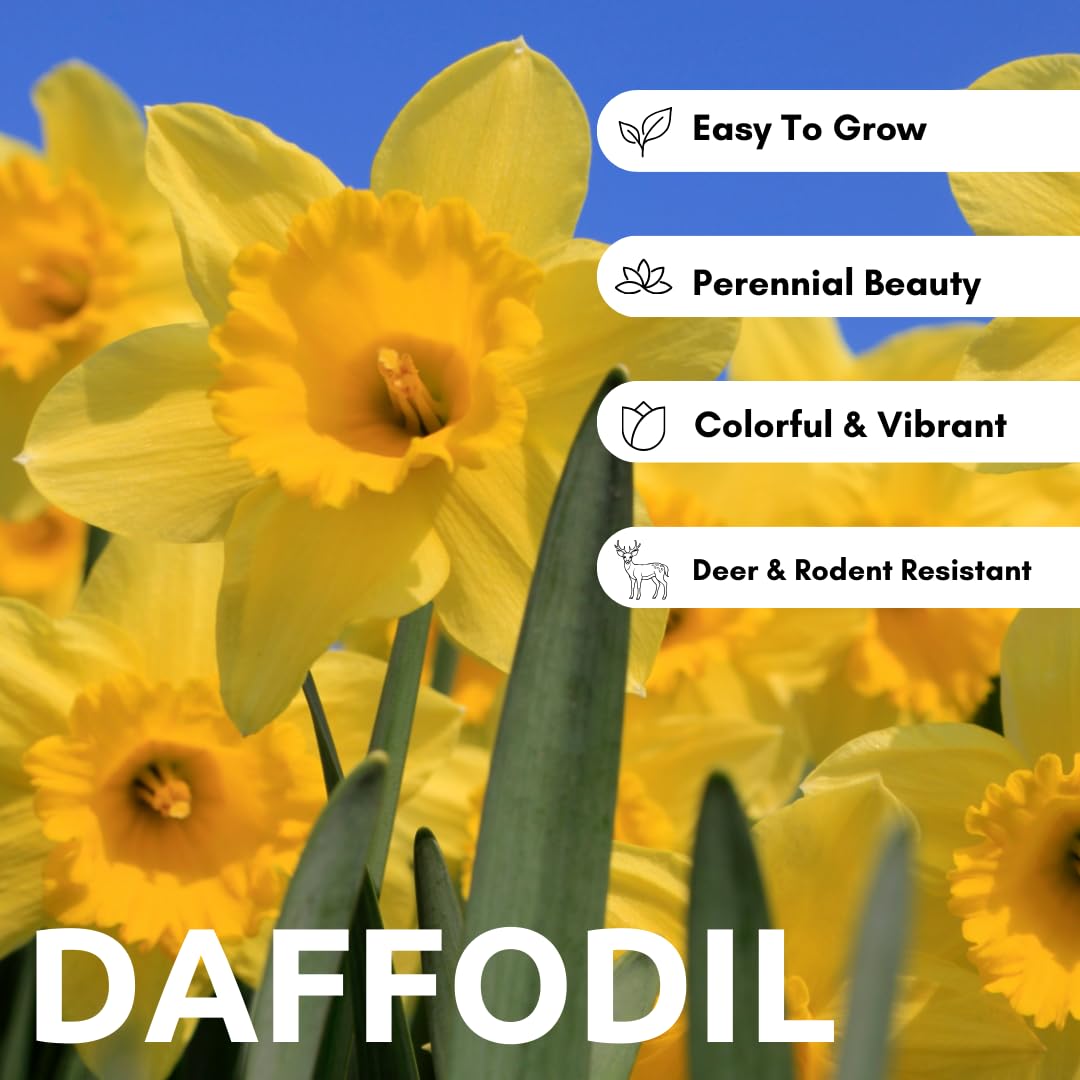 CZ Grain large narcissus blooms create a bold focal point in sunny borders.
