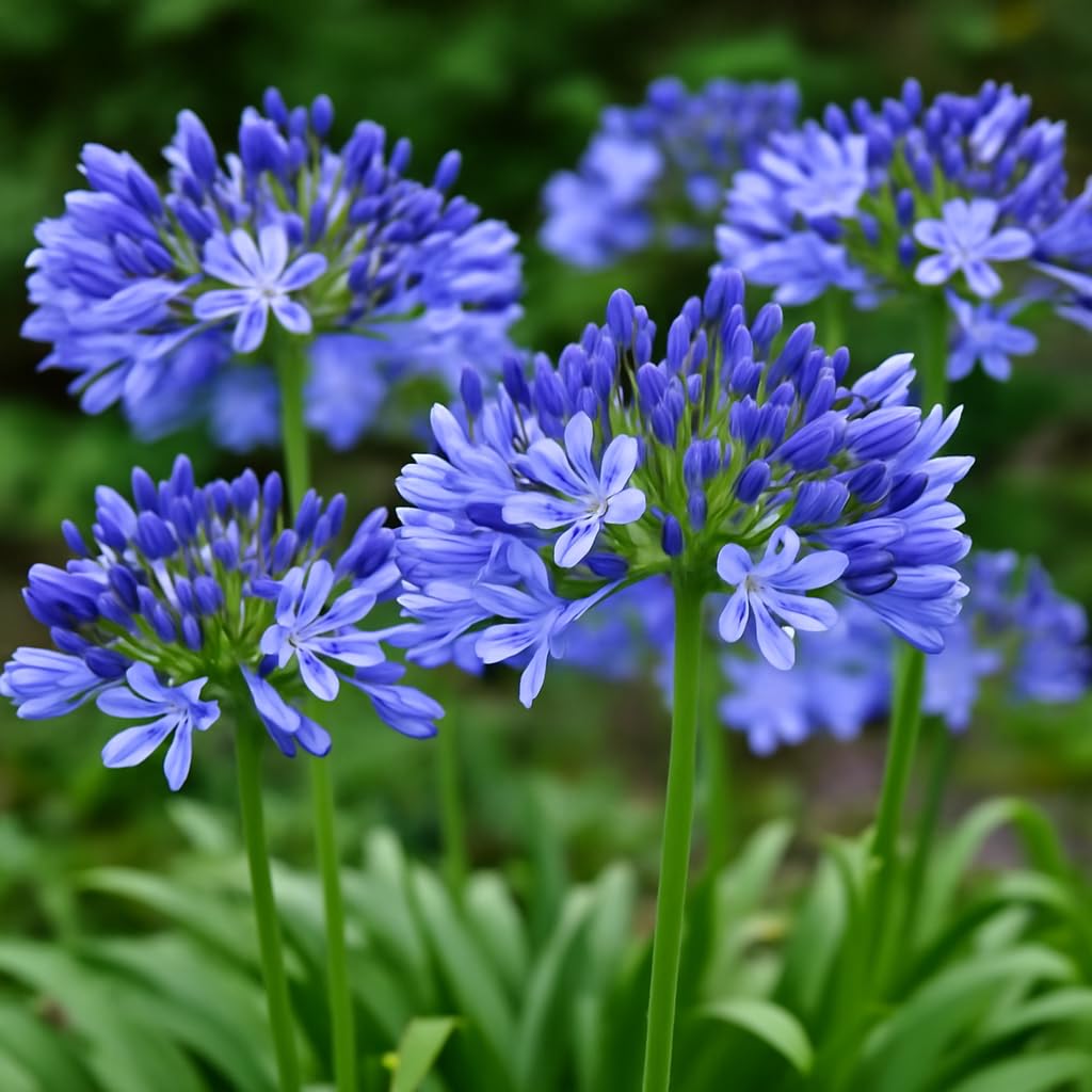 CZ Grain Agapanthus blue seeds ideal for containers and patio displays