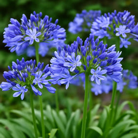 CZ Grain Agapanthus blue seeds ideal for containers and patio displays