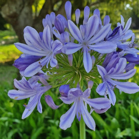 CZ Grain Lily of the Nile seeds brighten pollinator friendly garden color