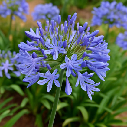 CZ Grain Lily of the Nile seeds pack for borders with blue blooms
