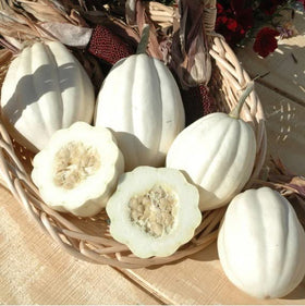 CZ Grain Mashed Potato Squash Seeds demonstrate gourds suited for display and fall decor.