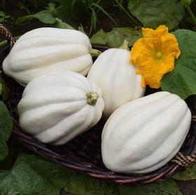 CZ Grain Mashed Potato Squash Seeds yield harvest-ready gourds for seasonal displays.