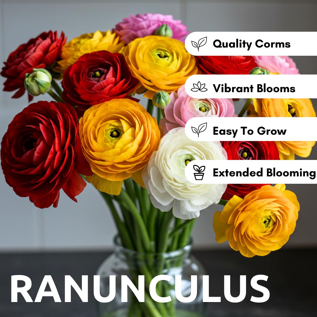 CZ Grain ranunculus bulbs in mixed colors brighten borders early spring.